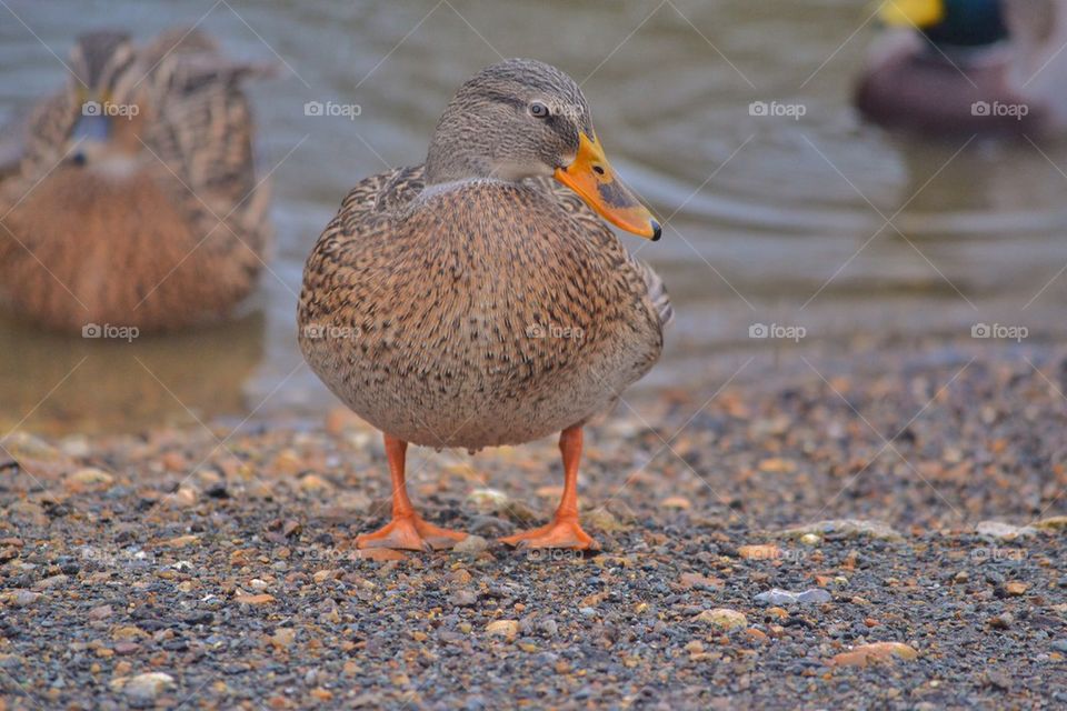 Duck