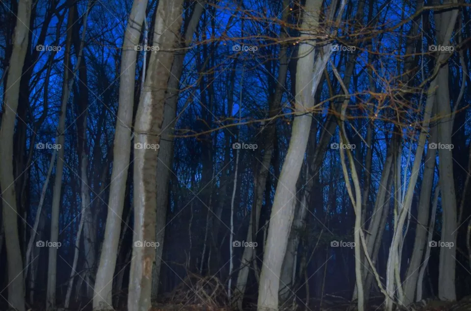 Woods