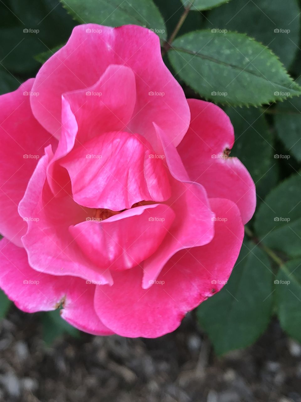 A beautiful closeup picture of a pink rose! Picture taken in Colonial Park in Somerset, NJ. 
