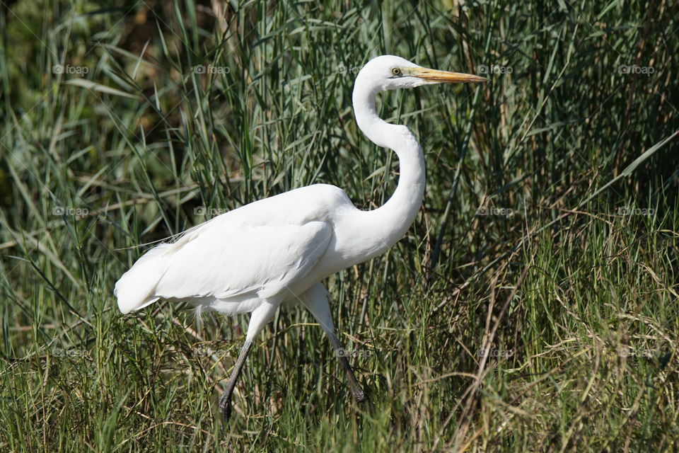 Egret