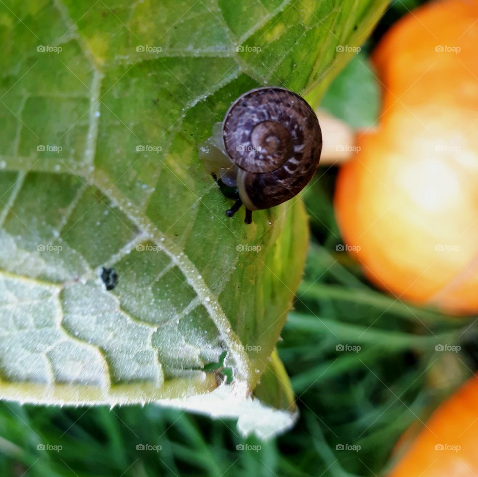 small snail on a leaf