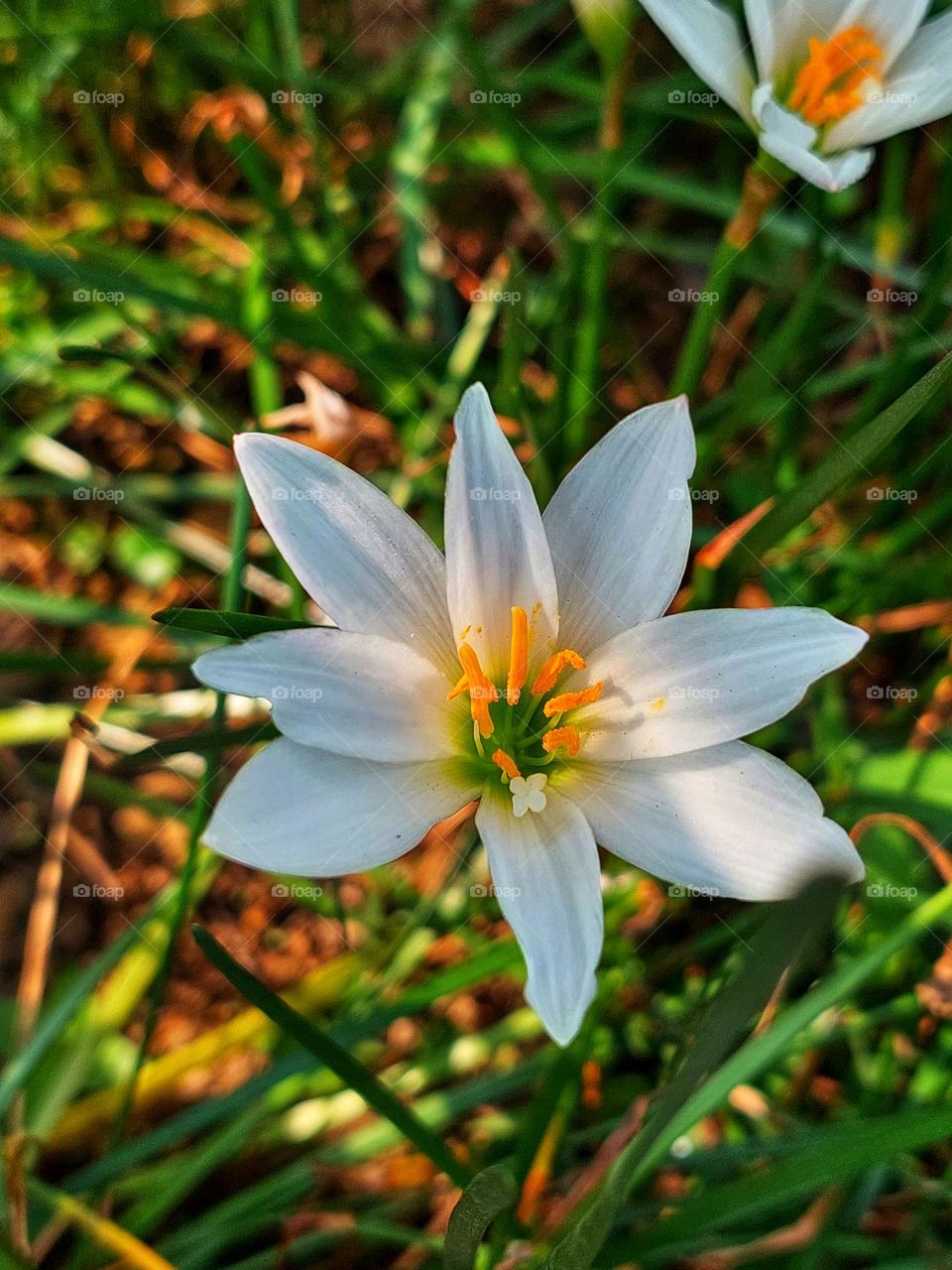 Close up beautiful color of zephyranthes flower surrounded by green leaves in the garden