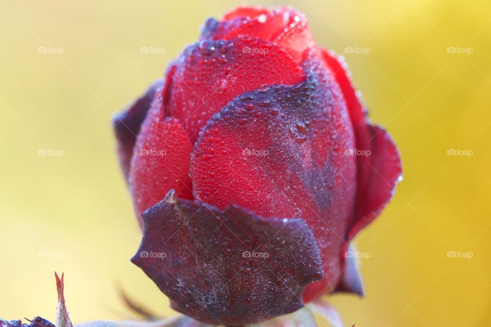 Close-up of a rose