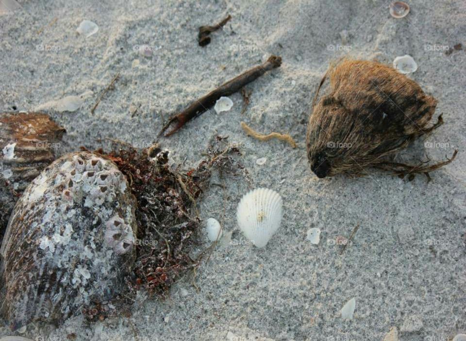 Shells And Coconut