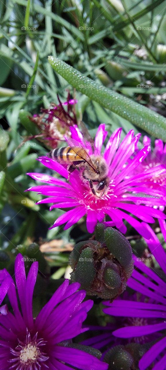 One of thousands of honey bee hard at work