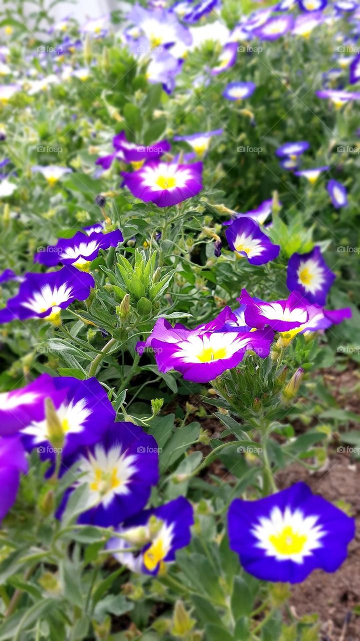 Night flowers