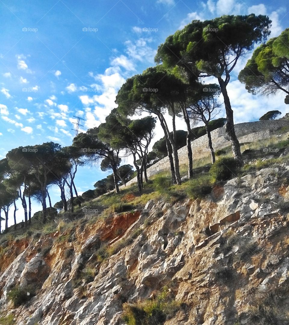 Pine trees in South Spain