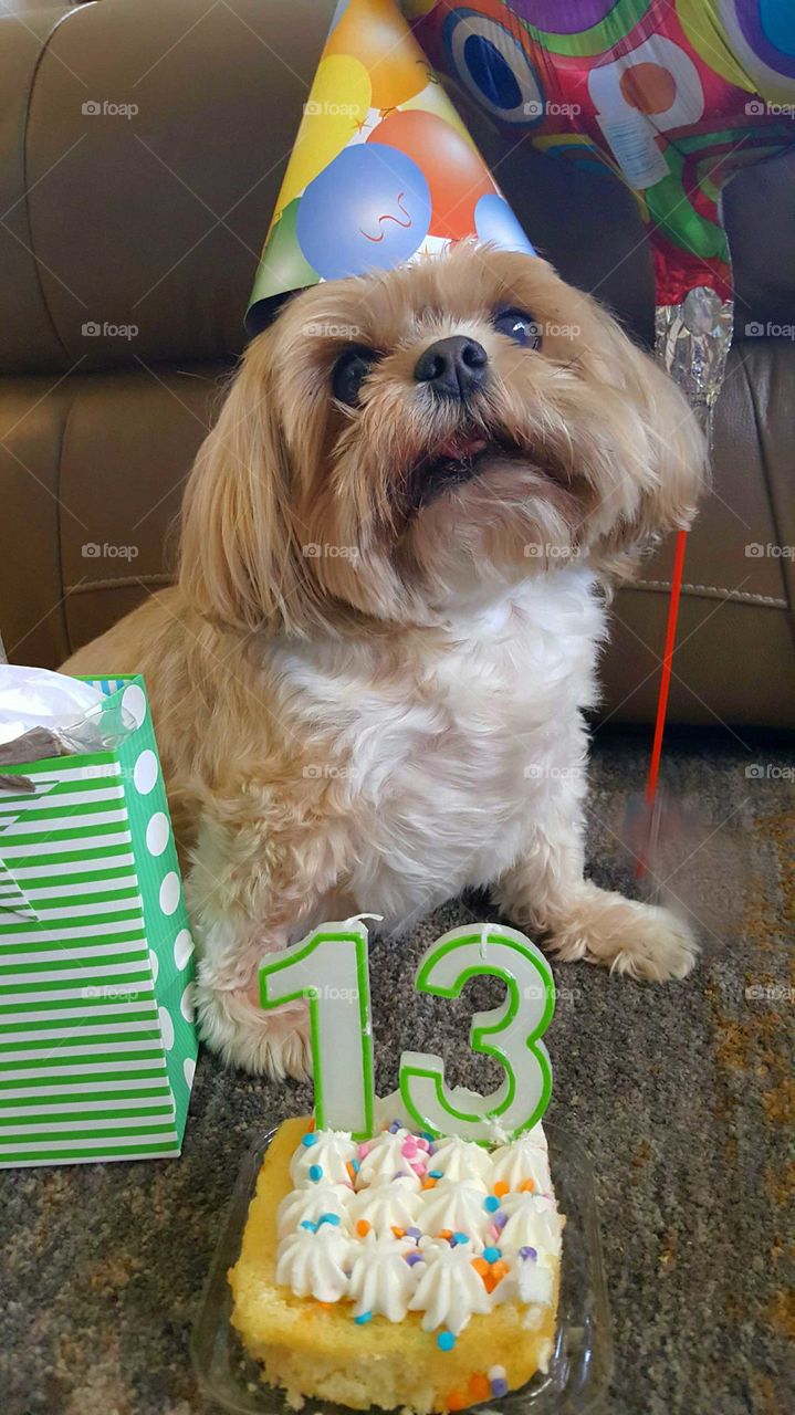 13th Birthday Celebration for Dog