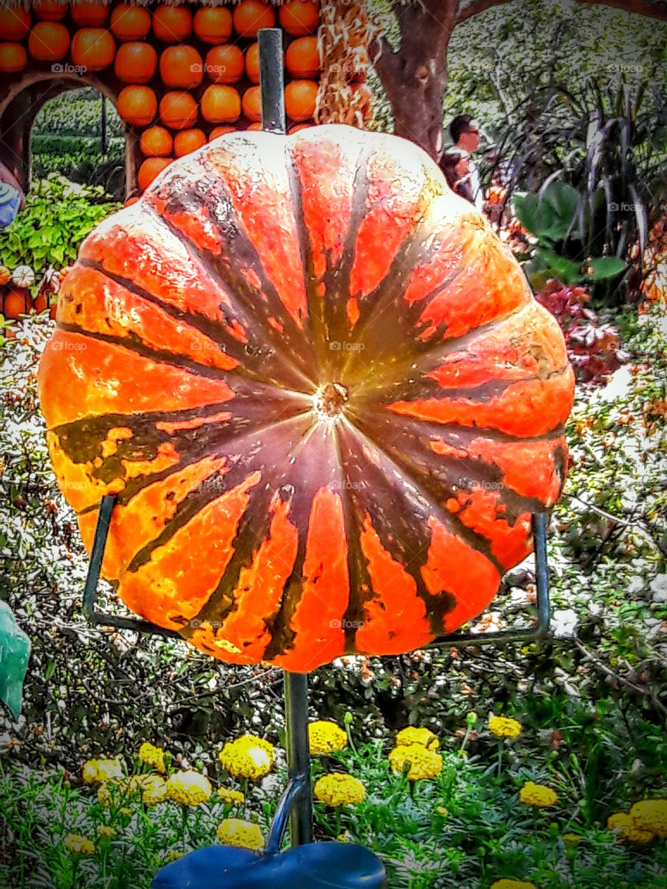 Brilliant Pumpkin
