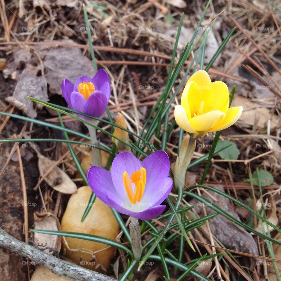 Crocus in the spring