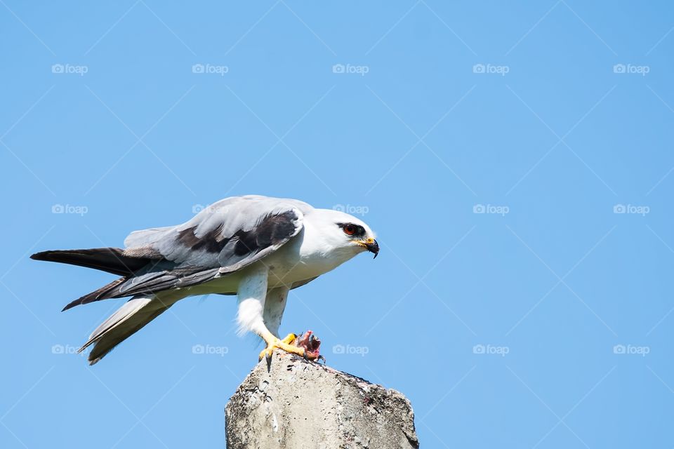 Black-shouldered Kite 