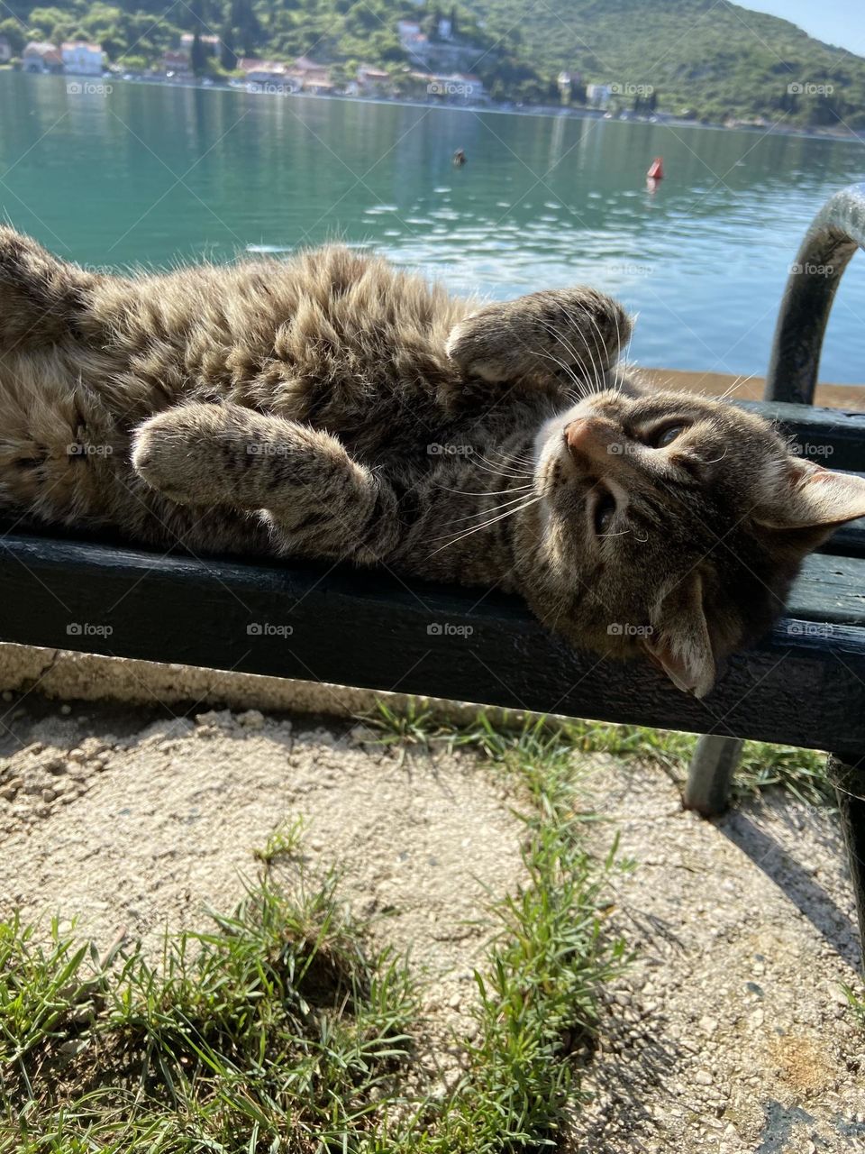 Cat relaxing in sun