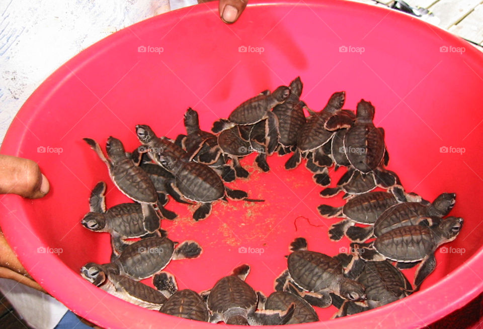 Turtle babies. 