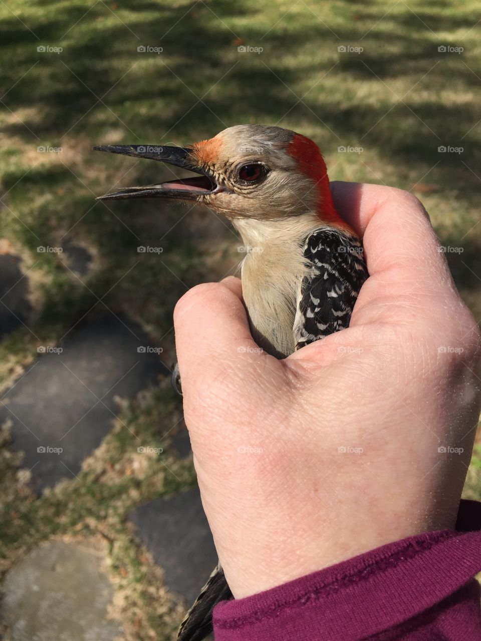 Saved a woodpecker that flew into my window. He was totally stunned but no wings were hurt. So I held him till he caught his breath and flew off. 