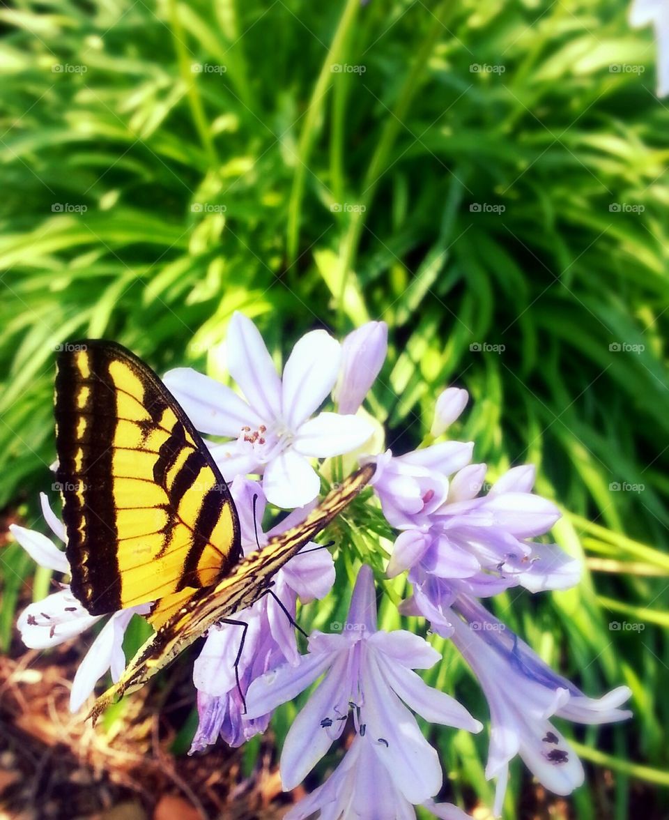 Butterfly