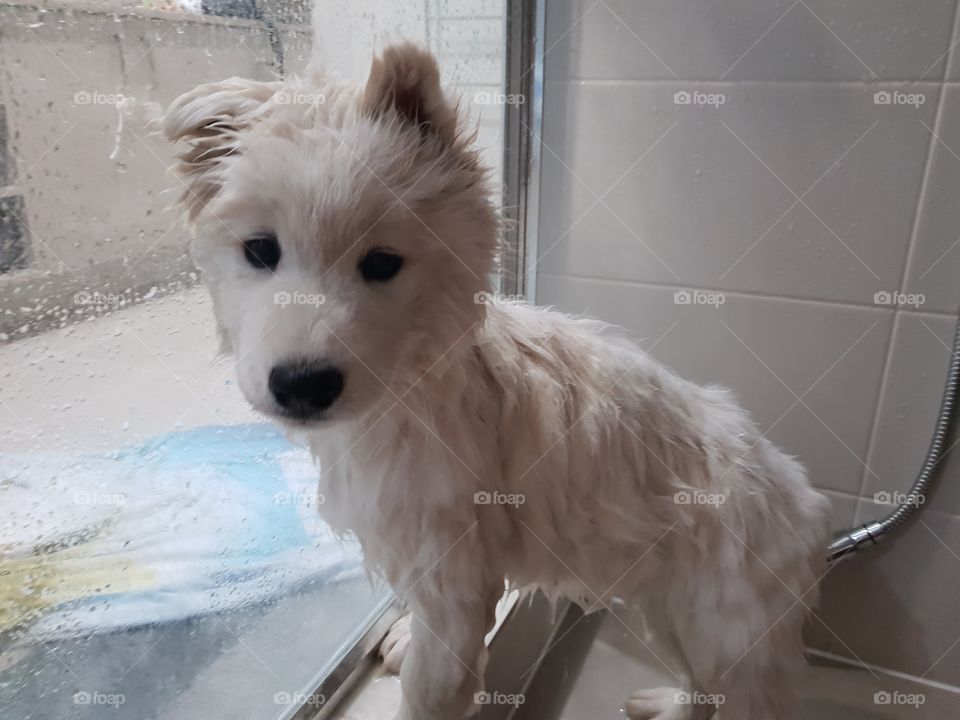 puppy in shower