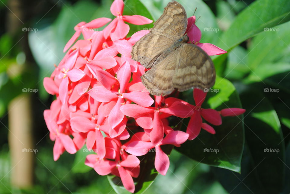 A gorgeous butterfly