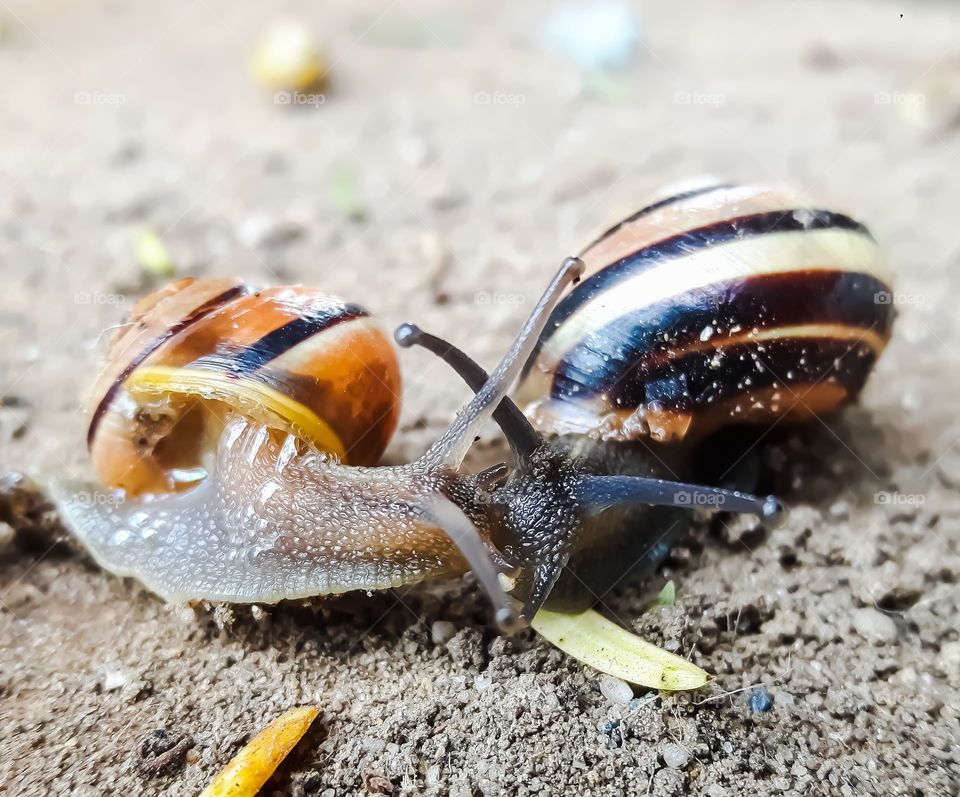 couple of snails