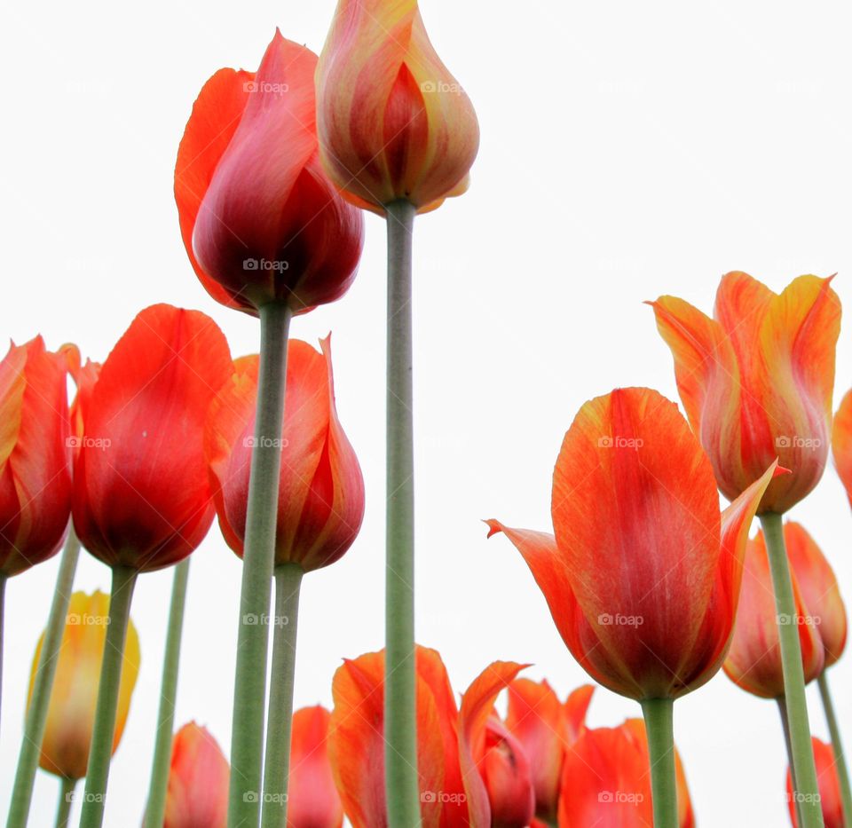 tulips reach for the sky