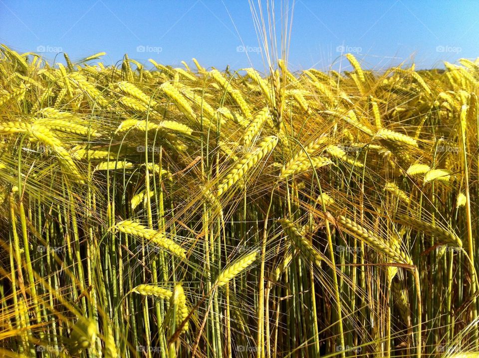 Golden field