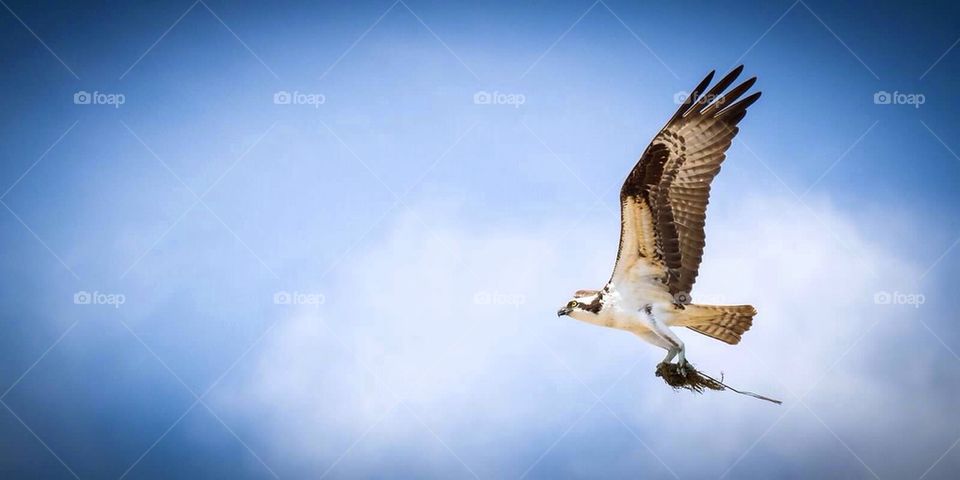 Osprey in flight 