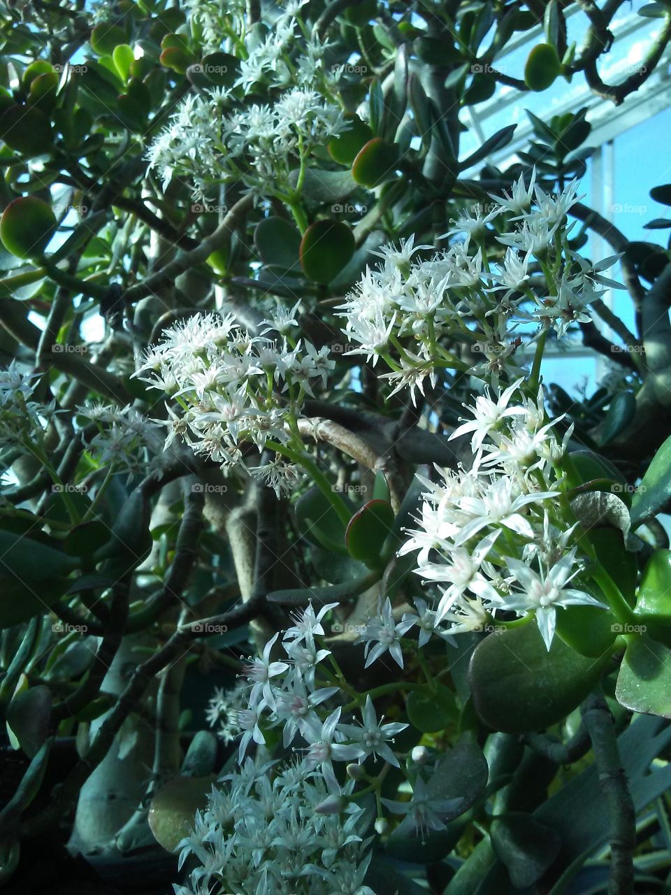 Jade Flowers