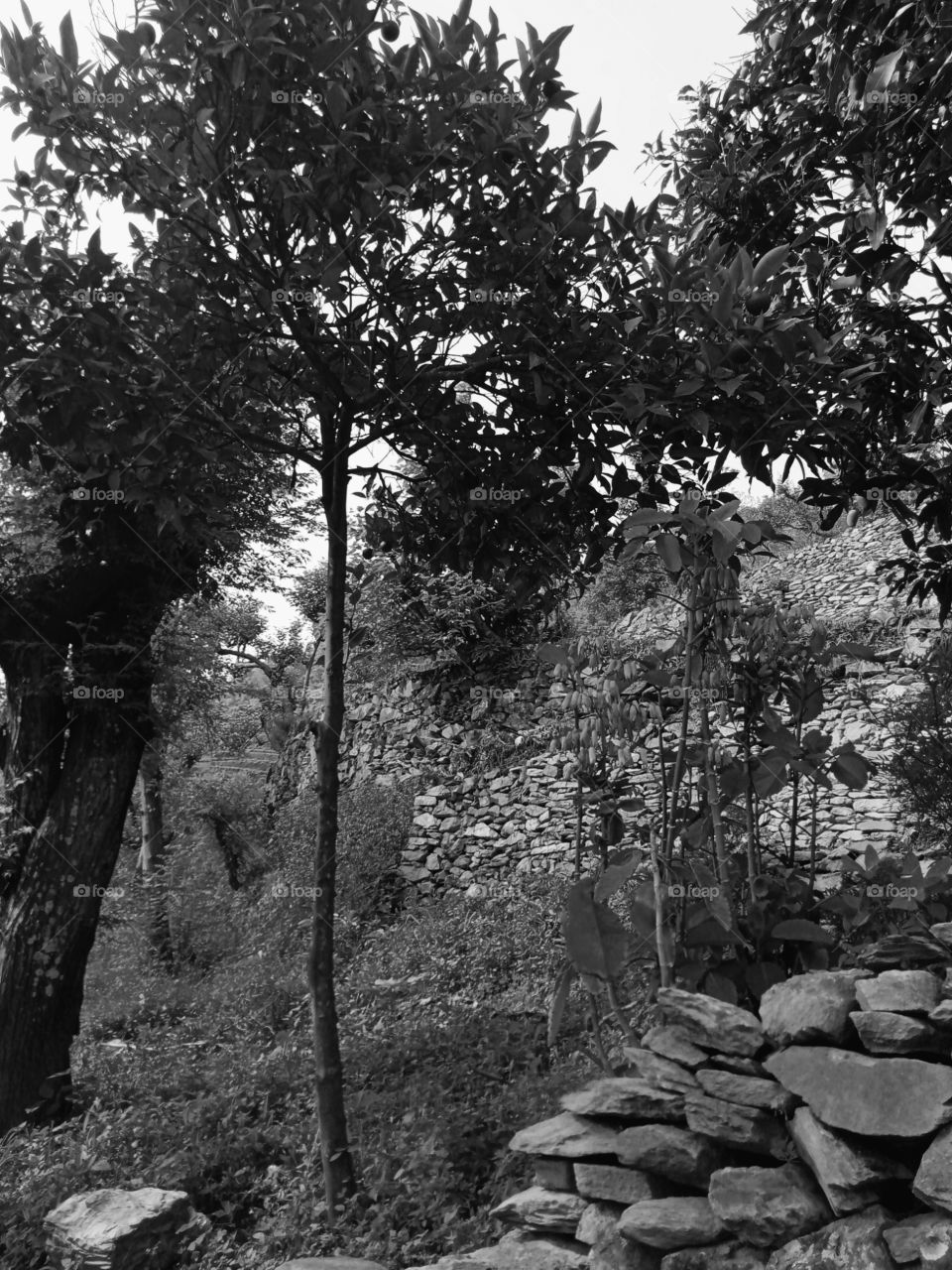 memories in black and white