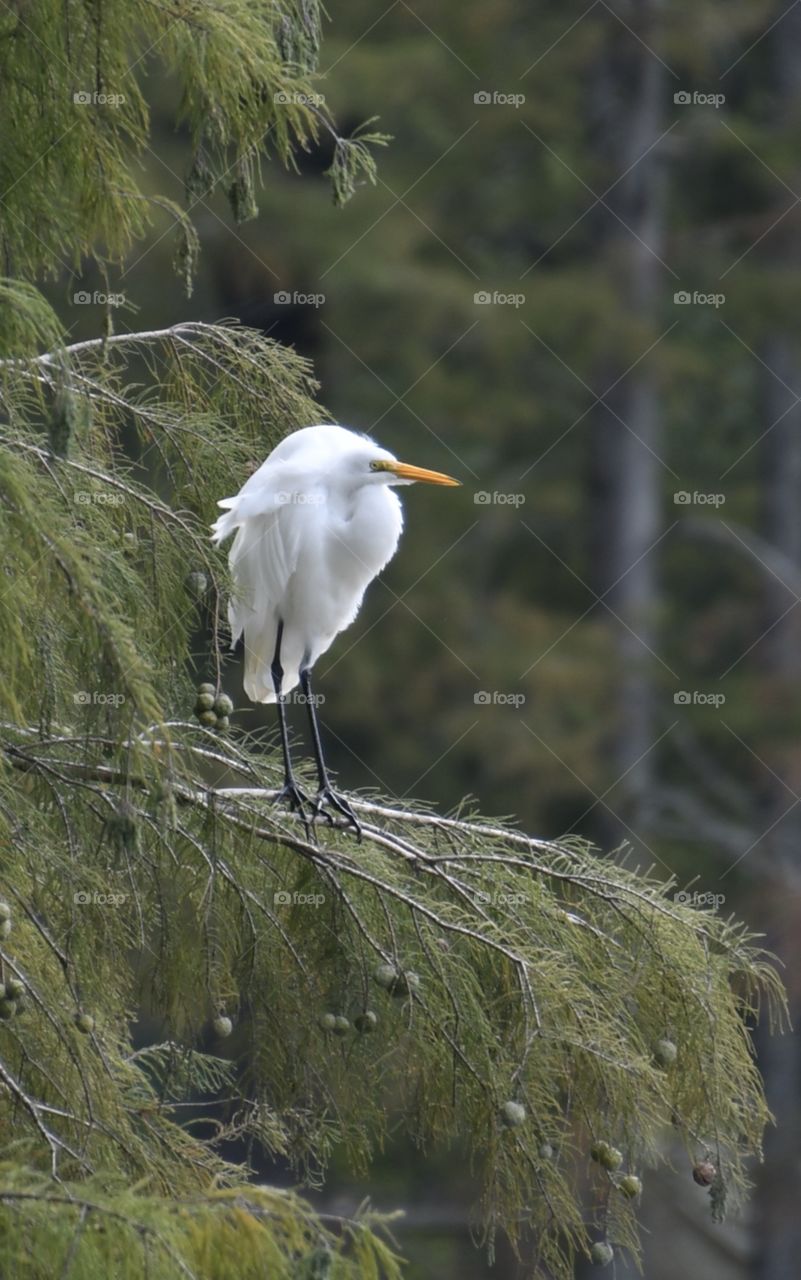 Egret in a Cypress tree