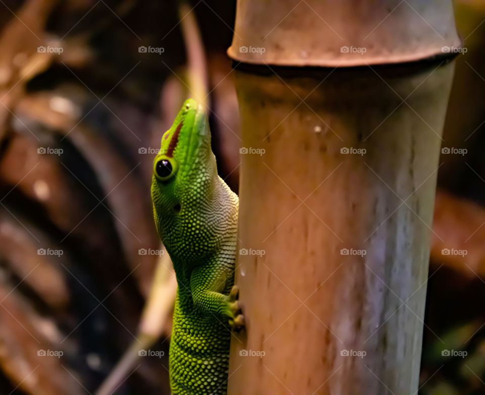 Lizard in Copenhagen Zoo