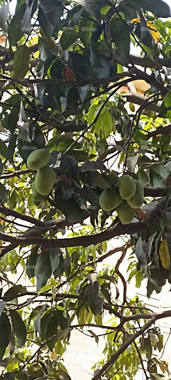 mango tree