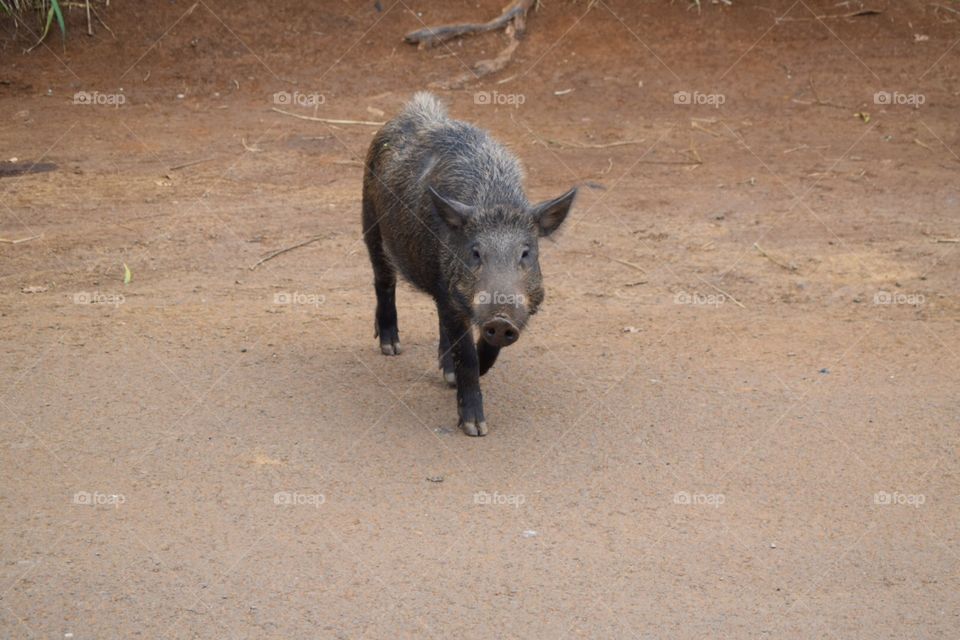 Wild boar pig Hawaii