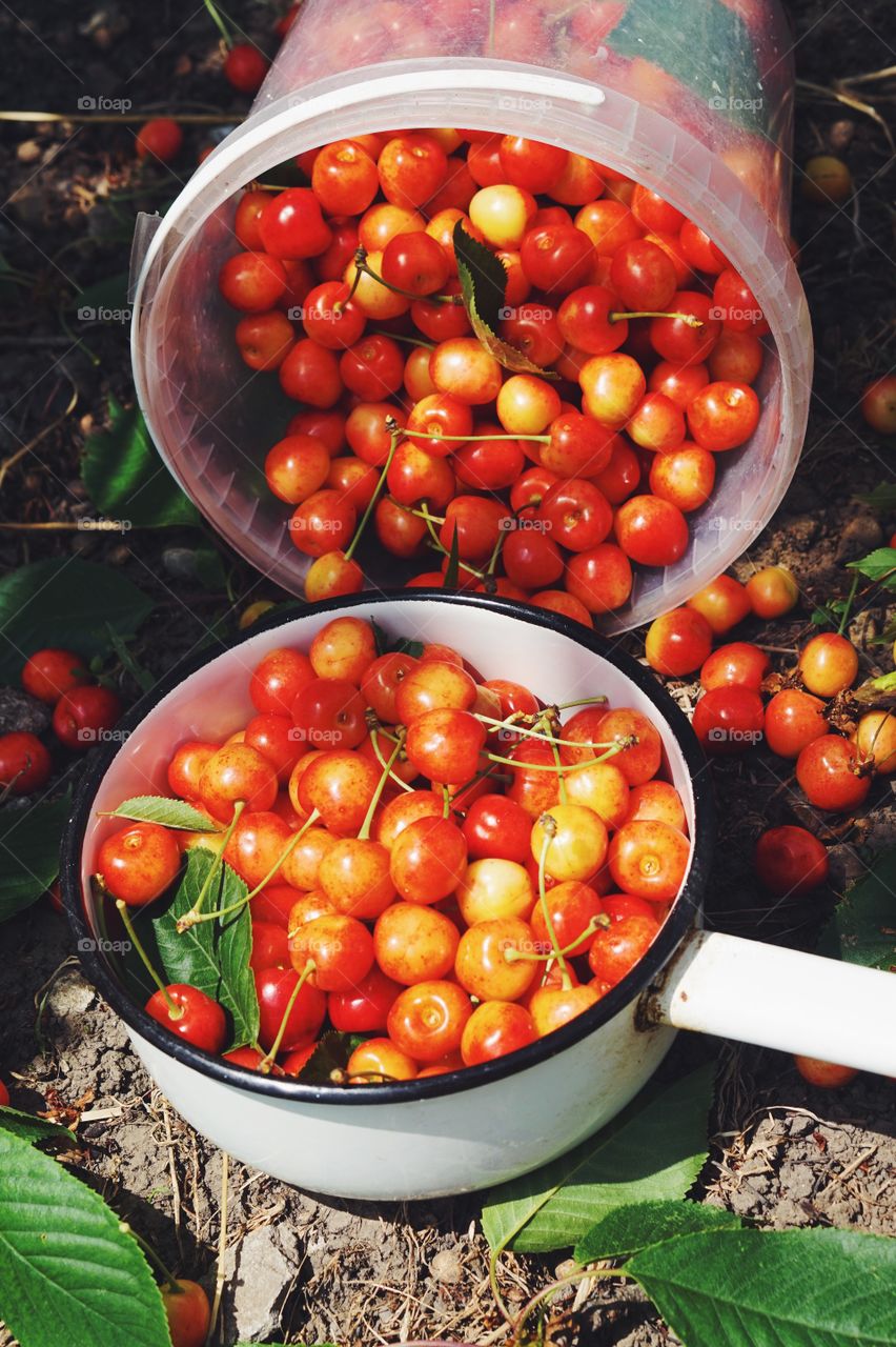 Cherries 