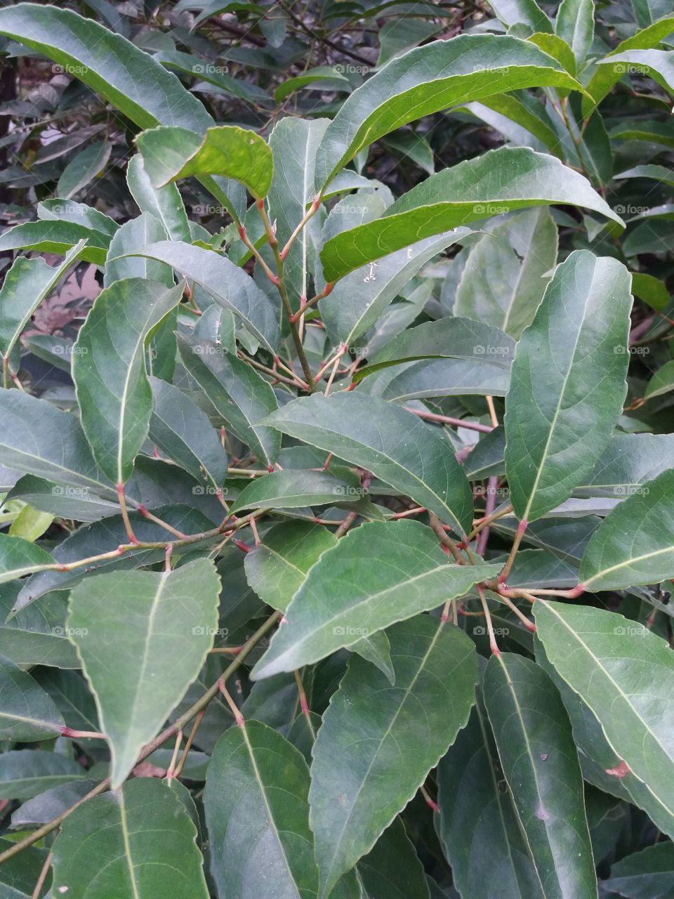 Leaf, No Person, Nature, Flora, Growth