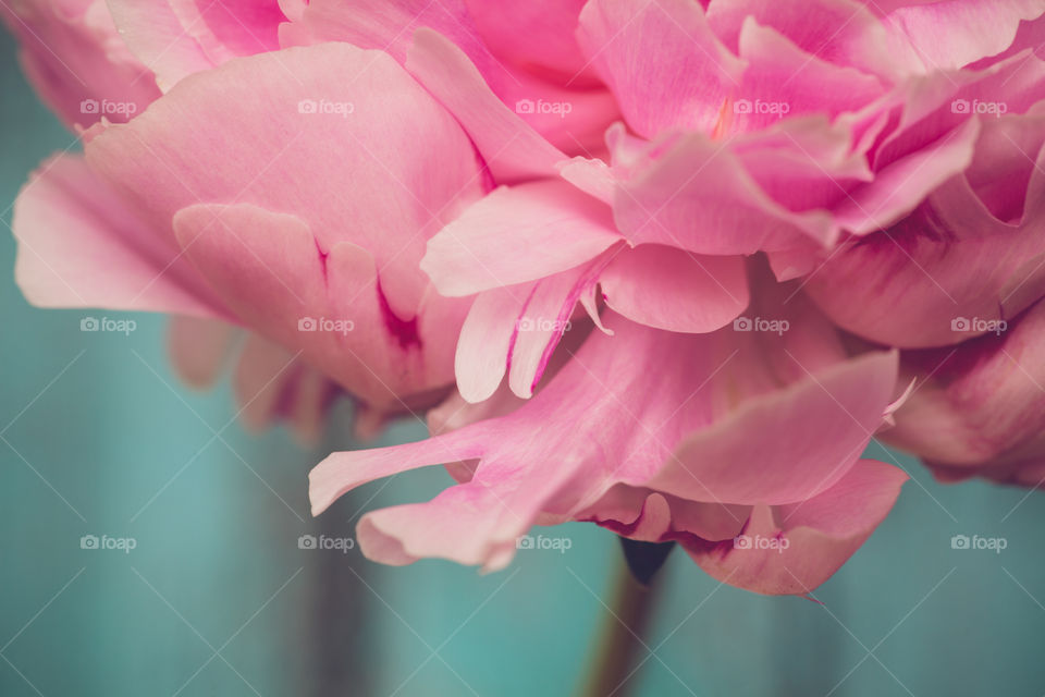 A Pink peony, macro style. A romantic, spring flower favorite with all its glorious ruffles. 