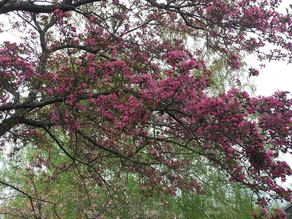 Cherry blossoms on rainy day 