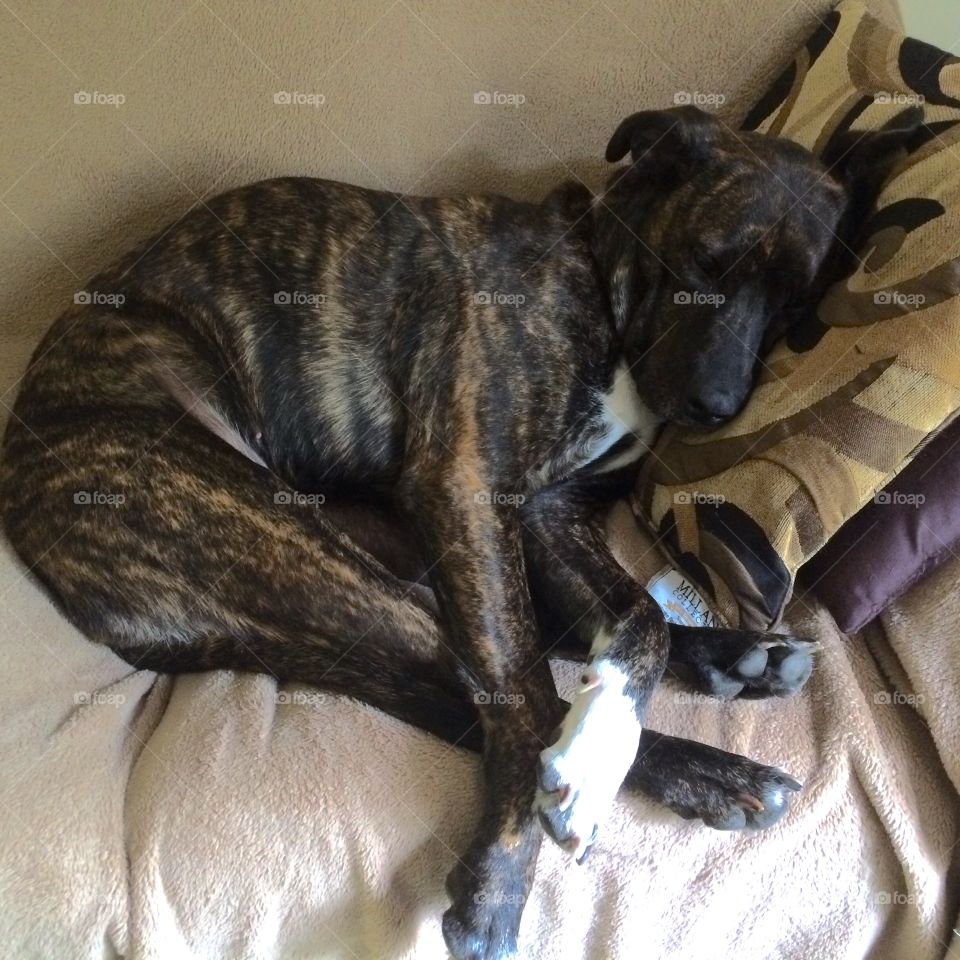 Dogs need pillows too