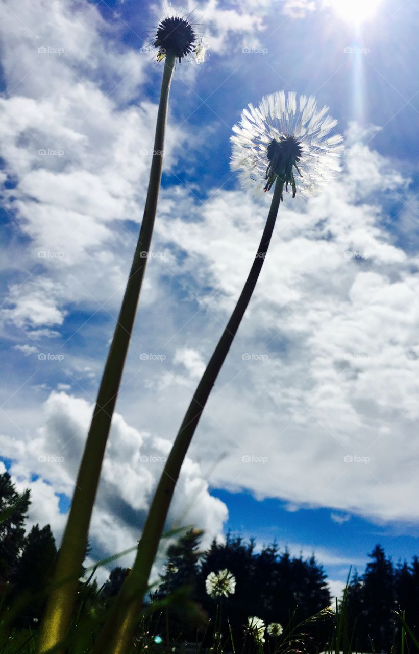 Dandelions standing tall in grass field 