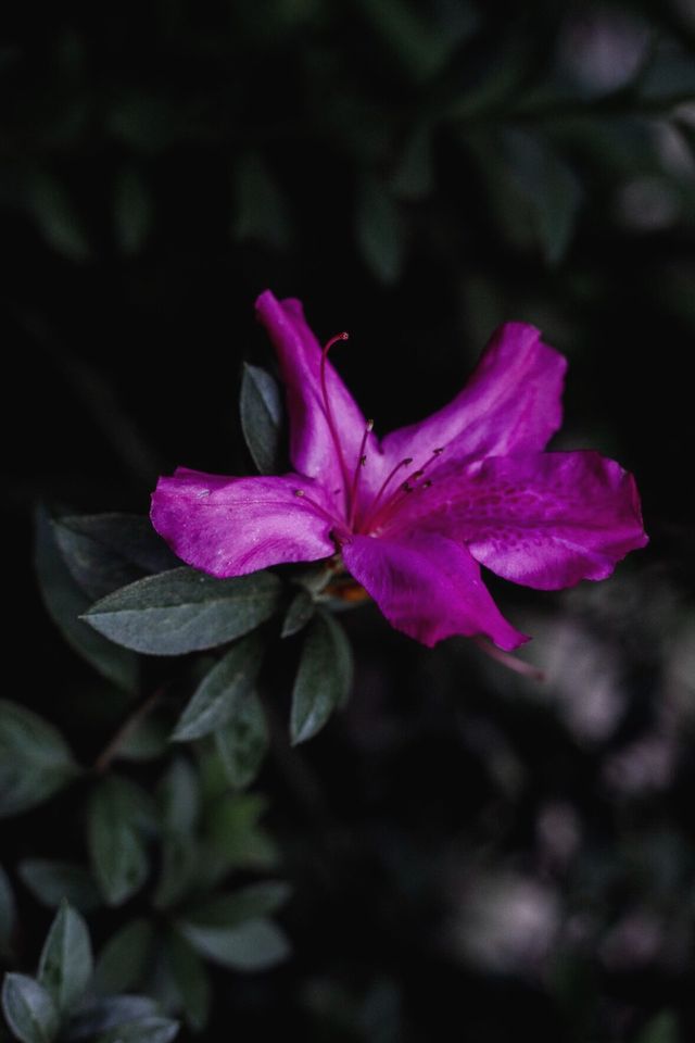 Pink flower 