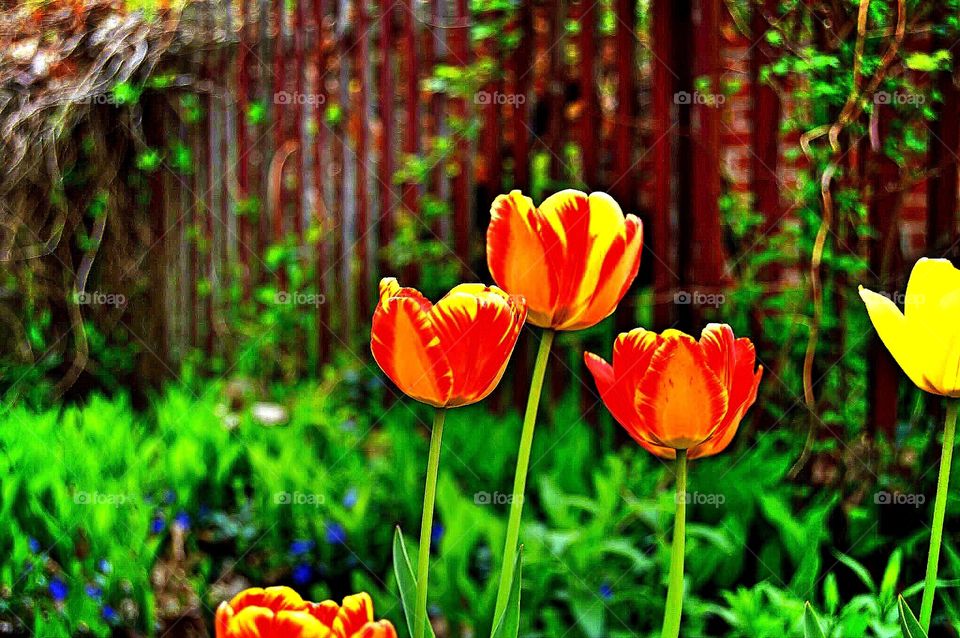 Tulips