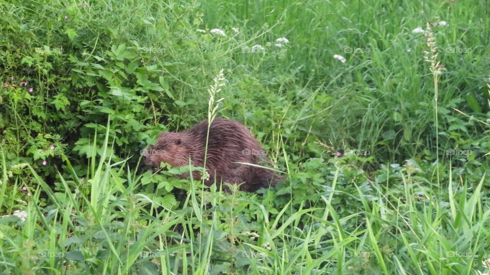 Beaver 