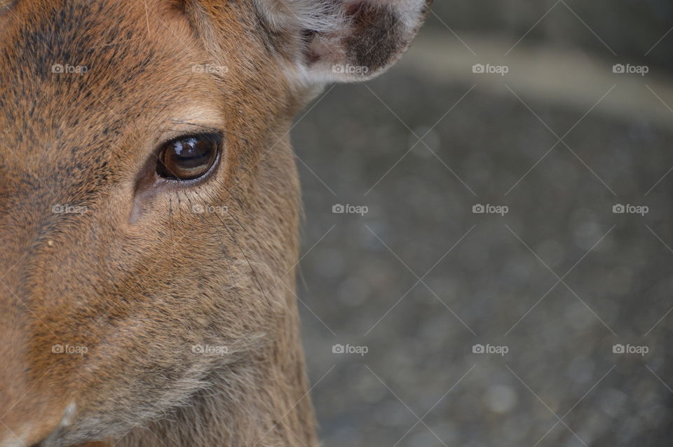 Eye Of A Japanese Deer