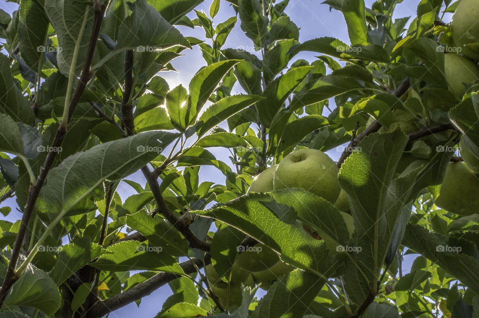 Golden delicious apples tucked in with sun shining through canopy of leaves and branches above