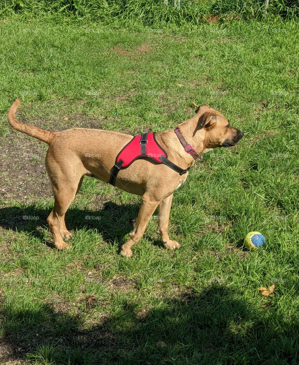 Bull Mastiff playing in her yard