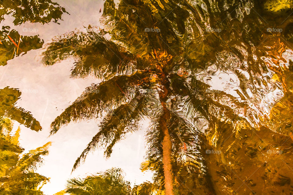 Reflection of Coconut tree 