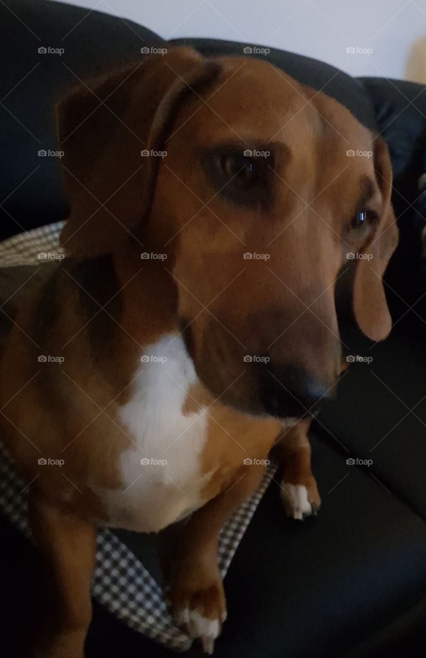 Fanny Märta Kolm 
dog