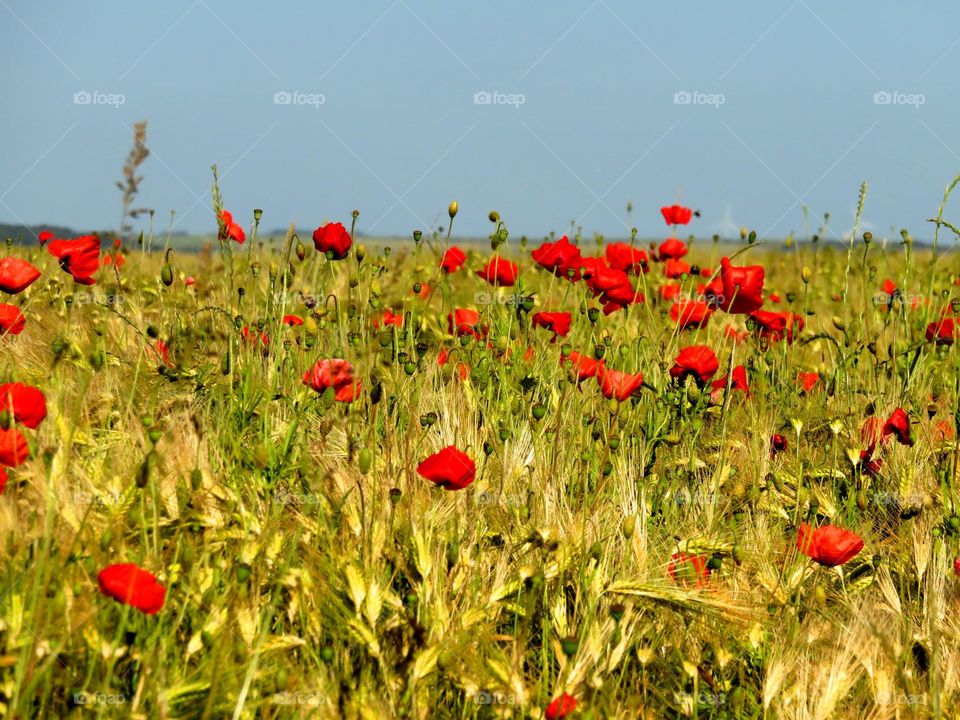 Scenic view of poppy in field