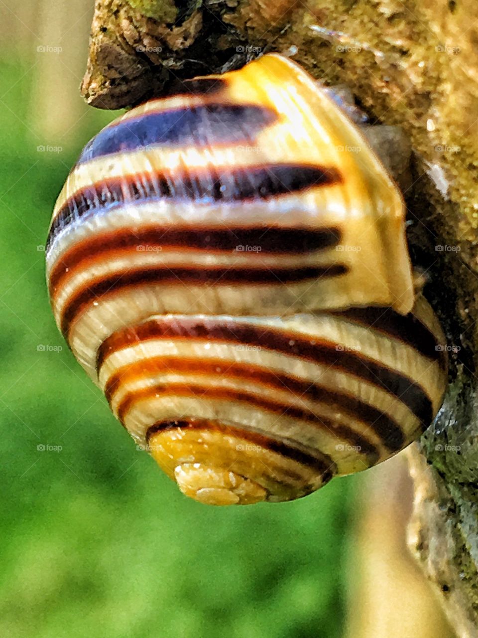 Snail close up 