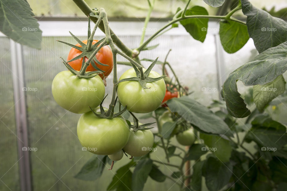 Tomatoes in greenhouse 