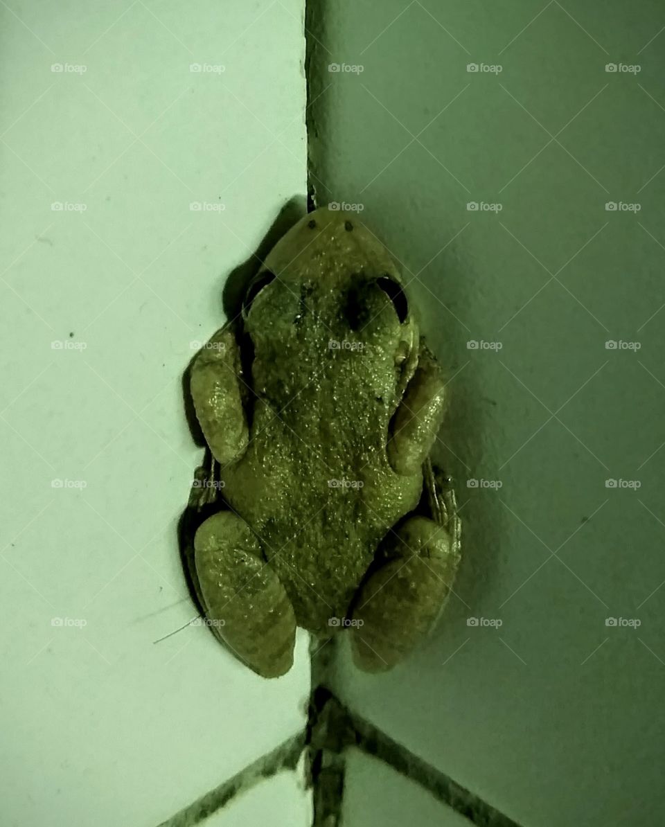 Bathroom frog