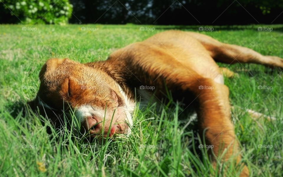 A young dog rests in the spring grass with a smile and her tongue sticking out